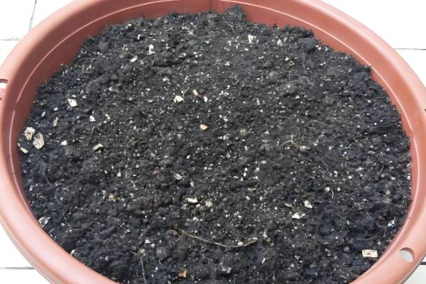 夏天绿萝叶子发黄怎么处理,需要及时遮阴