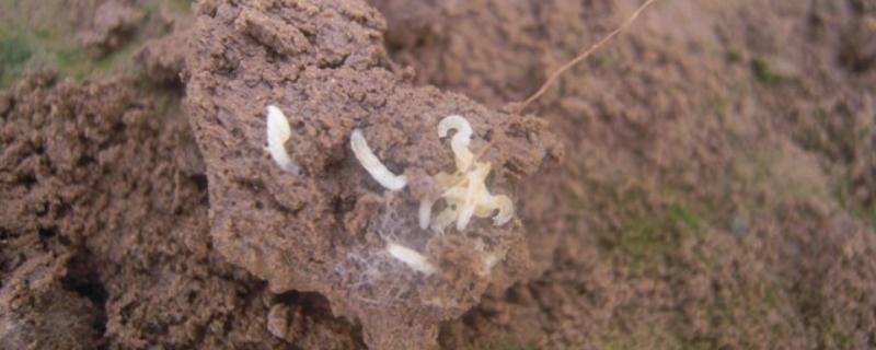 白菜根有白色蛆虫怎么处理，可喷洒敌百虫粉剂