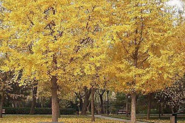 为什么家中不能种银杏树，因为家中空间有限