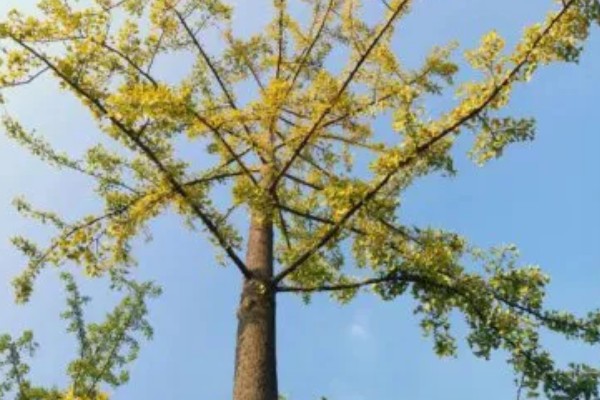 为什么家中不能种银杏树，因为家中空间有限