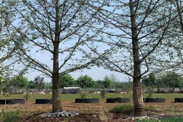 为什么家中不能种银杏树，因为家中空间有限