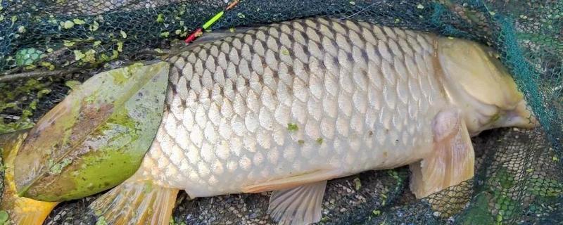 钓鲤鱼的子线是几号，根据鲤鱼体型大小进行调整