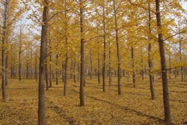 为什么家中不能种银杏树，因为家中空间有限