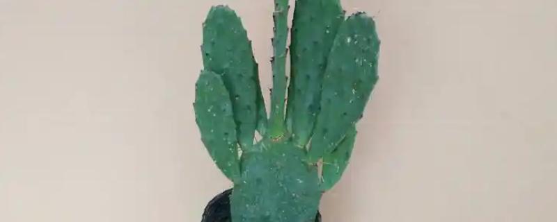 仙人掌怎样才能养肥厚，将其摆放在向阳位置上养护