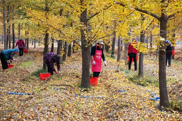 为什么家中不能种银杏树，因为家中空间有限