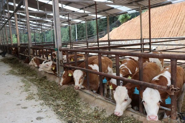 牛的养殖周期，一般在1-2年之间