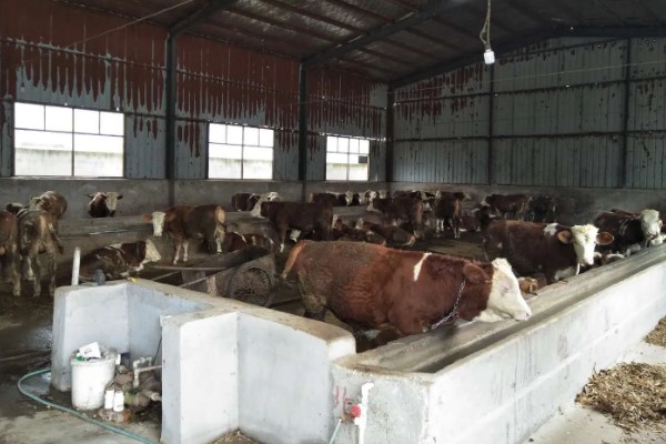 牛的养殖周期，一般在1-2年之间