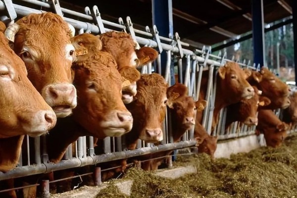 牛的养殖周期，一般在1-2年之间