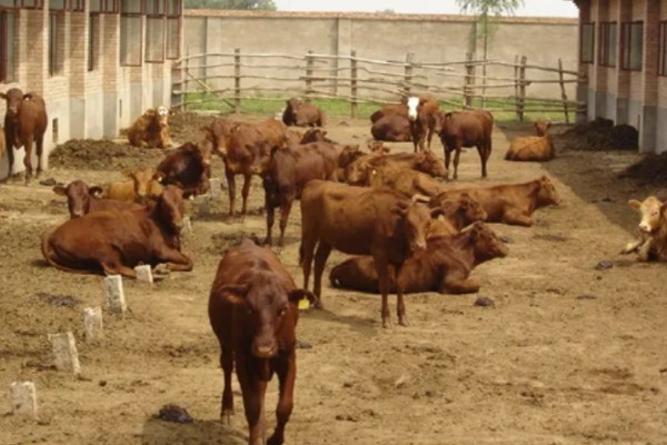 牛的养殖周期，一般在1-2年之间