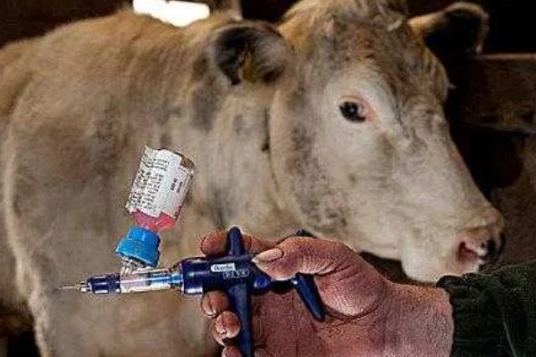 牛的养殖周期，一般在1-2年之间