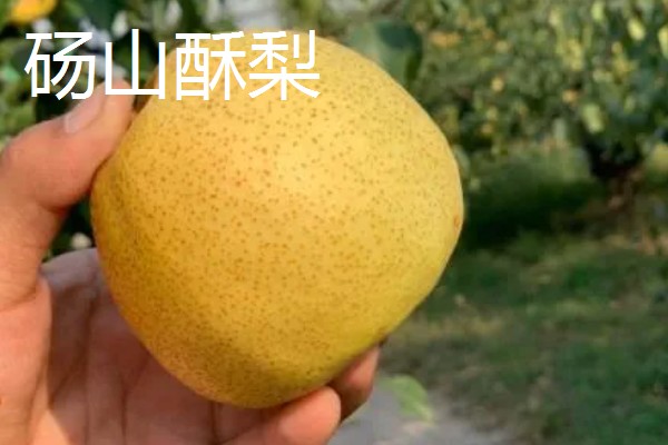 口感最好吃的梨，有皇冠梨、砀山酥梨等