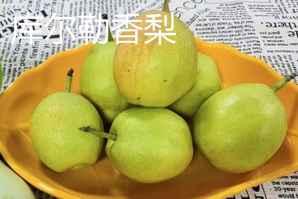 口感最好吃的梨，有皇冠梨、砀山酥梨等