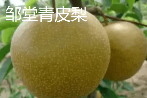 口感最好吃的梨，有皇冠梨、砀山酥梨等