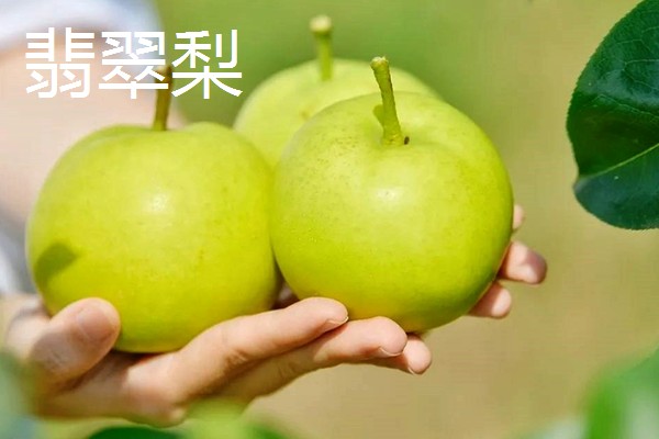 口感最好吃的梨，有皇冠梨、砀山酥梨等