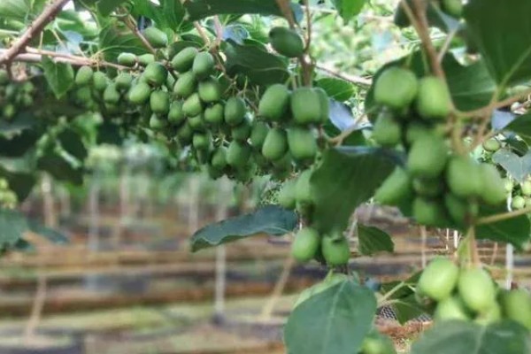 软枣猕猴桃是雌雄同株吗，不是雌雄同株