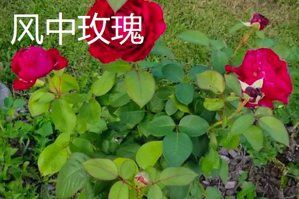 月季花花径超过15厘米的品种，有风中玫瑰、丰花等