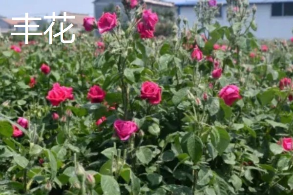 月季花花径超过15厘米的品种，有风中玫瑰、丰花等