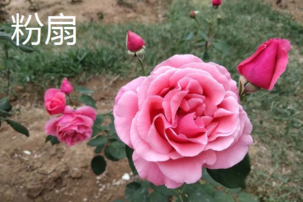 月季花花径超过15厘米的品种，有风中玫瑰、丰花等