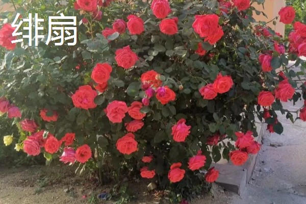 月季花花径超过15厘米的品种，有风中玫瑰、丰花等