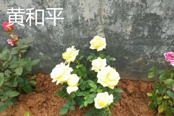 月季花花径超过15厘米的品种，有风中玫瑰、丰花等