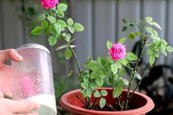 月季花花径超过15厘米的品种，有风中玫瑰、丰花等