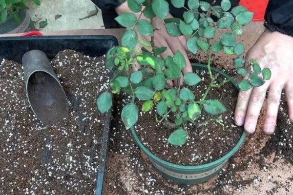 月季花花径超过15厘米的品种，有风中玫瑰、丰花等