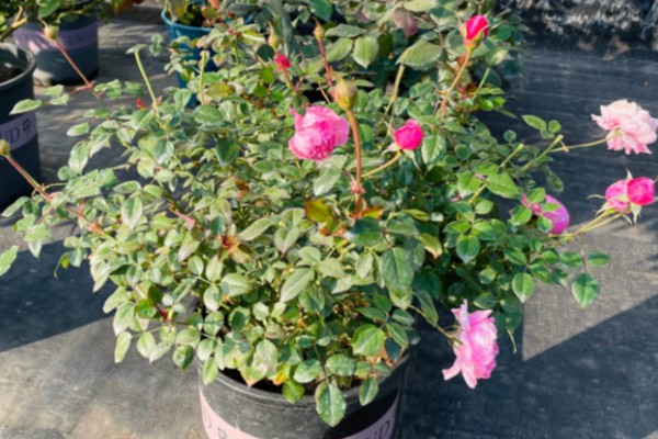 月季花花径超过15厘米的品种，有风中玫瑰、丰花等