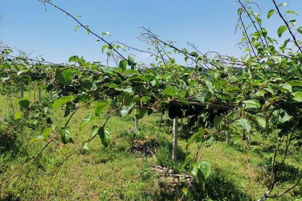 软枣猕猴桃是雌雄同株吗，不是雌雄同株