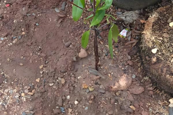 山竹如何繁殖,可扦插也可嫁接