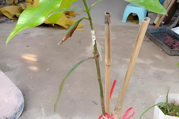 山竹如何繁殖,可扦插也可嫁接