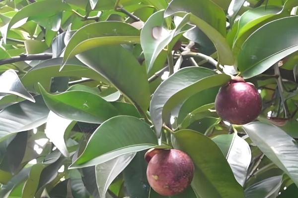 山竹如何繁殖,可扦插也可嫁接