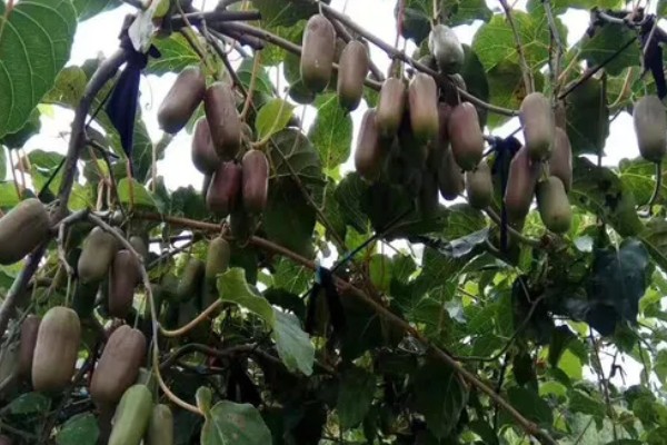 软枣猕猴桃是雌雄同株吗，不是雌雄同株