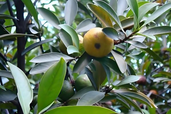 山竹如何繁殖,可扦插也可嫁接