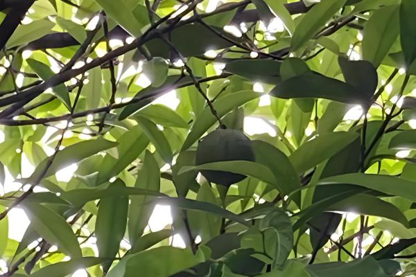 山竹如何繁殖,可扦插也可嫁接