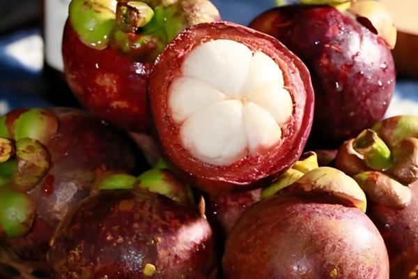 山竹如何繁殖,可扦插也可嫁接