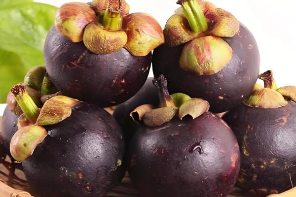 山竹如何繁殖,可扦插也可嫁接