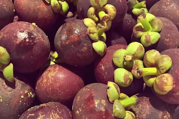 山竹如何繁殖,可扦插也可嫁接