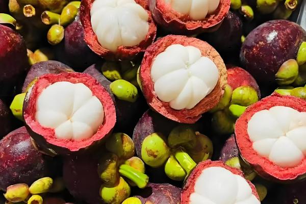 山竹如何繁殖,可扦插也可嫁接