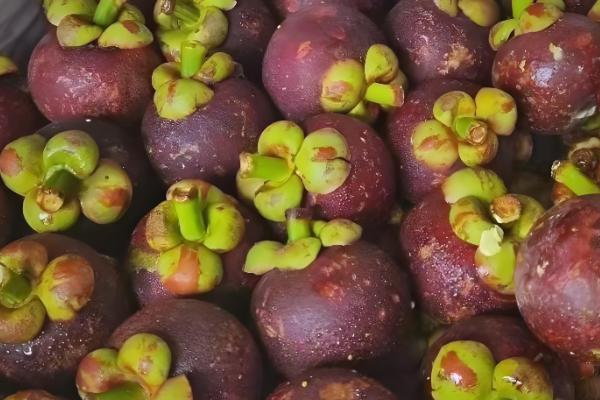 山竹如何繁殖,可扦插也可嫁接