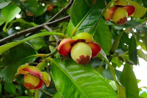 山竹如何繁殖,可扦插也可嫁接