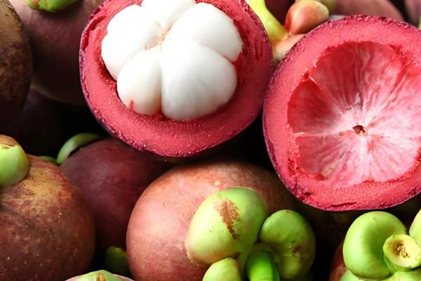 山竹如何繁殖,可扦插也可嫁接