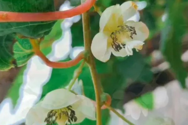 软枣猕猴桃是雌雄同株吗，不是雌雄同株