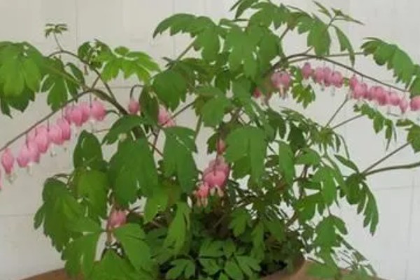 荷包牡丹好不好养，是比较好养殖的