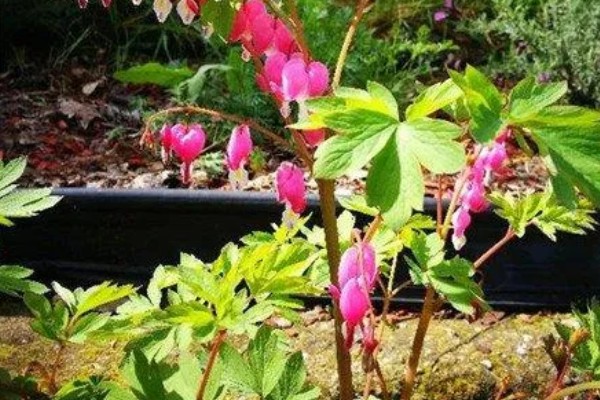 荷包牡丹好不好养，是比较好养殖的