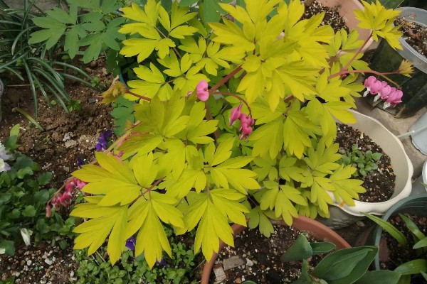 荷包牡丹好不好养，是比较好养殖的