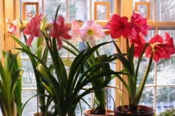 朱顶红夏天怕不怕晒,不怕晒