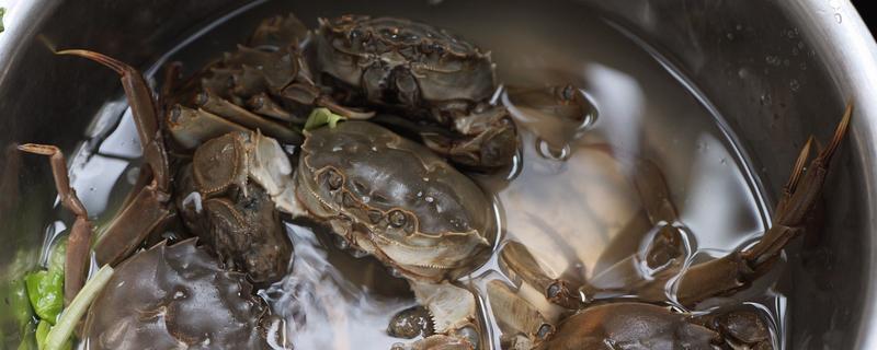 螃蟹不打氧能活多久，通常可以存活4个小时