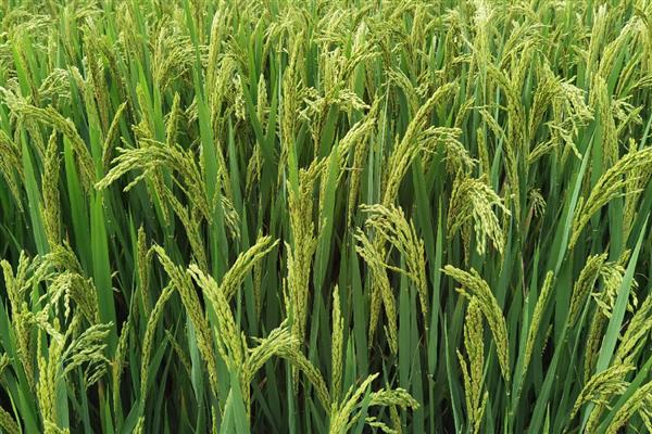 绥粳30水稻的简介,从出苗到成熟需要135天左右