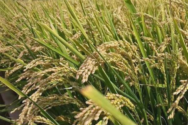 绥粳30水稻的简介,从出苗到成熟需要135天左右