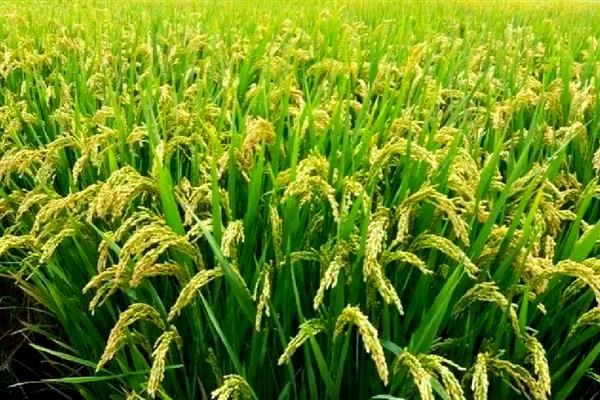 绥粳30水稻的简介,从出苗到成熟需要135天左右